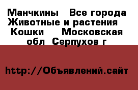 Манчкины - Все города Животные и растения » Кошки   . Московская обл.,Серпухов г.